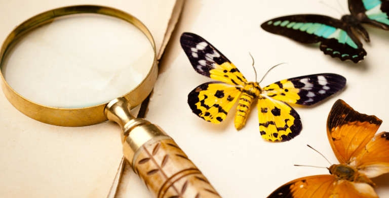 Si è svolto a Palermo il XXVII Congresso nazionale italiano di entomologia